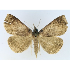 /filer/webapps/moths/media/images/P/poliophaea_Aburina_AM_TMSA_01.jpg