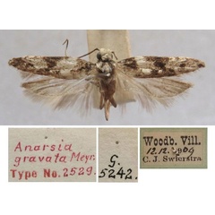 /filer/webapps/moths/media/images/G/gravata_Anarsia_HT_TMSA.jpg