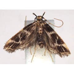 /filer/webapps/moths/media/images/G/ghanaensis_Dragmatucha_HT_BMNH.jpg