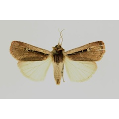 /filer/webapps/moths/media/images/L/leucogaster_Ochropleura_AF_RMCA_02.jpg