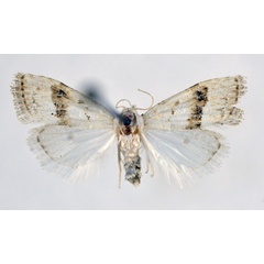 /filer/webapps/moths/media/images/L/lechriolalis_Nola_AF_NHMO.jpg