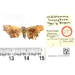 /filer/webapps/moths/media/images/T/trogoptera_Oediblemma_HT_BMNH.jpg