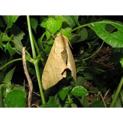 /filer/webapps/moths/media/images/O/occidentalis_Pseudoclanis_A_Goff_02.jpg