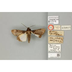 /filer/webapps/moths/media/images/A/agrotidea_Bolina_agrotidea_HT_BMNHa.jpg