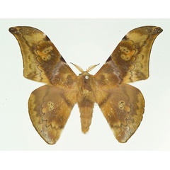 /filer/webapps/moths/media/images/F/fang_Orthogonioptilum_AM_Basquin.jpg