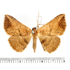 /filer/webapps/moths/media/images/D/digoniata_Maxera_AF_BMNH_01.jpg