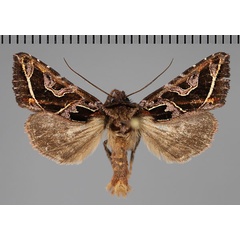 /filer/webapps/moths/media/images/C/corneliae_Compsotata_AM_Fiebig_02.jpg