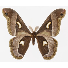 /filer/webapps/moths/media/images/P/pelosoma_Epiphora_AM_Basquinb.jpg
