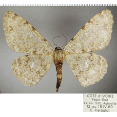 /filer/webapps/moths/media/images/P/potaenia_Colocleora_AF_ZSM.jpg