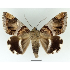 /filer/webapps/moths/media/images/O/oedipodina_Achaea_AM_Basquin.jpg