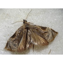 /filer/webapps/moths/media/images/W/wahlbergiana_Eccopsis_AM_Zubair_01.jpg
