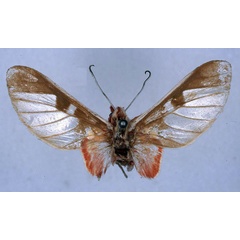 /filer/webapps/moths/media/images/F/furva_Balacra_HT_BMNH_01.jpg
