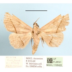 /filer/webapps/moths/media/images/G/geminilinea_Plecoptera_A_MGCLa_01.JPG