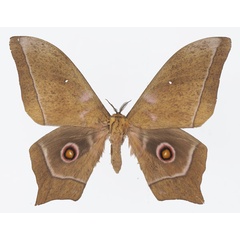 /filer/webapps/moths/media/images/E/epimethea_Imbrasia_AM_Basquina.jpg