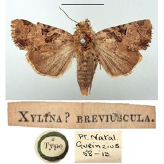 /filer/webapps/moths/media/images/B/breviuscula_Xylina_HT_BMNH.jpg