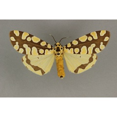 /filer/webapps/moths/media/images/B/burgeoni_Afrowatsonius_AF_BMNH_02.jpg
