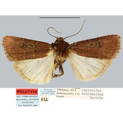 /filer/webapps/moths/media/images/D/dubiomeodes_Amazonides_HT_MNHN.jpg
