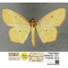 /filer/webapps/moths/media/images/R/rhodocraspeda_Scopula_PTM_BMNH.jpg