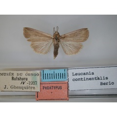 /filer/webapps/moths/media/images/C/continentalis_Leucania_PT_RMCA.jpg