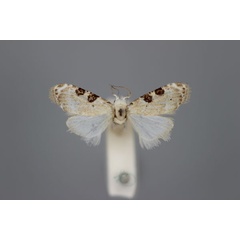 /filer/webapps/moths/media/images/M/melanoscelis_Nola_HT_BMNH.jpg