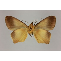 /filer/webapps/moths/media/images/M/mabillei_Stenopis_AM_MNHN_Vietteb.jpg