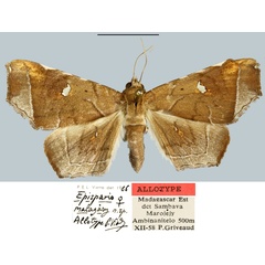 /filer/webapps/moths/media/images/M/malagasy_Episparis_AT_MNHN.jpg