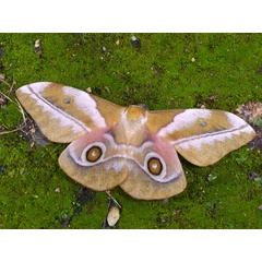 /filer/webapps/moths/media/images/A/alopia_Gonimbrasia_AF_Vanhoudt.jpg