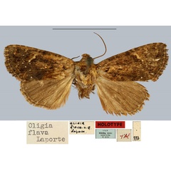 /filer/webapps/moths/media/images/F/flava_Oligia_HT_MNHN.jpg