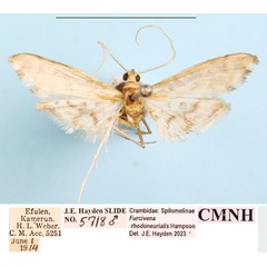 /filer/webapps/moths/media/images/R/rhodoneurialis_Furcivena_AM_CMNH_01a_wksnlhG.jpg