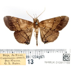 /filer/webapps/moths/media/images/M/metopis_Gracilodes_AM_BMNH_01.jpg