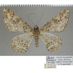 /filer/webapps/moths/media/images/P/poensis_Cleora_AF_ZSM.jpg