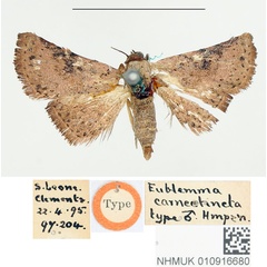 /filer/webapps/moths/media/images/C/carneotincta_Eublemma_STM_BMNH.jpg