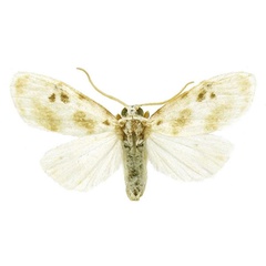 /filer/webapps/moths/media/images/T/torrida_Cyana_AM_BMNH.jpg