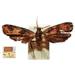 /filer/webapps/moths/media/images/N/nemophorella_Ptilothyris_HT_RMCA.jpg