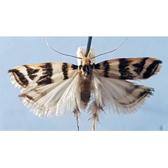 /filer/webapps/moths/media/images/J/jansei_Idiopteryx_PTM_TMSA.jpg