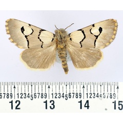 /filer/webapps/moths/media/images/N/niveiplaga_Diaphone_AF_BMNH.jpg