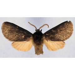 /filer/webapps/moths/media/images/M/maria_Metarctia_HT_BMNH_01.jpg