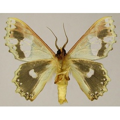 /filer/webapps/moths/media/images/P/perornata_Victoria_AM_ZSMb.jpg