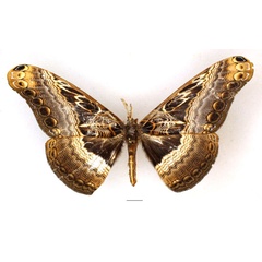 /filer/webapps/moths/media/images/B/bramarbas_Dactyloceras_AF_Basquin.jpg