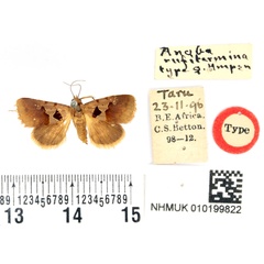 /filer/webapps/moths/media/images/R/rufitermina_Anoba_HT_BMNH.jpg