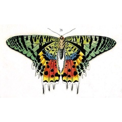 /filer/webapps/moths/media/images/R/rhipheus_Chrysiridia_Cramer4-385_B.jpg