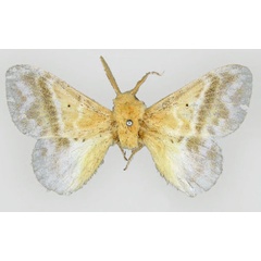 /filer/webapps/moths/media/images/A/asaphes_Eucraera_HT_BMNH.jpg