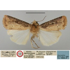 /filer/webapps/moths/media/images/A/ascia_Amazonides_HT_BMNH.jpg