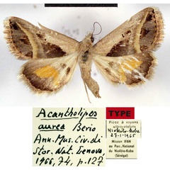/filer/webapps/moths/media/images/A/aurea_Acantholipes_HT_IFAN.jpg
