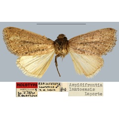/filer/webapps/moths/media/images/L/lamtoensis_Aspidifrontia_HT_MNHN.jpg