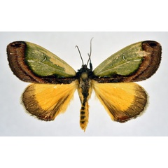 /filer/webapps/moths/media/images/C/chrysochlora_Tuerta_A_NHMO.jpg