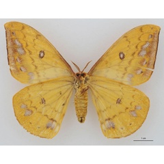 /filer/webapps/moths/media/images/S/septentrionalis_Tagoropsis_AT_RBINS_02.jpg