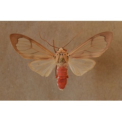 /filer/webapps/moths/media/images/V/vitrea_Amerila_A_Butler.jpg