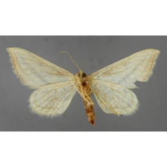 /filer/webapps/moths/media/images/P/philaearia_Pseudosterrha_A_ZSM_02.jpg