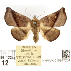 /filer/webapps/moths/media/images/P/porrecta_Prominea_AF_BMNH_01.jpg